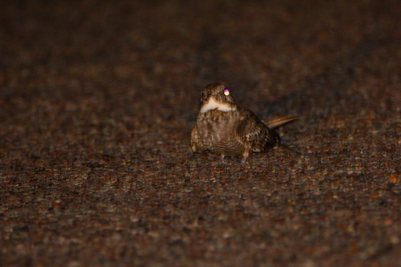 Phalaenoptilus nuttallii